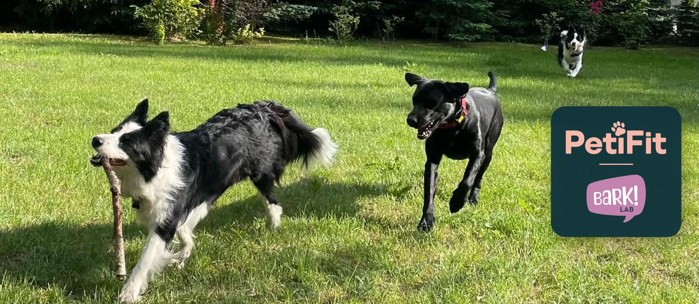 Distance between dogs can be part of a good introduction