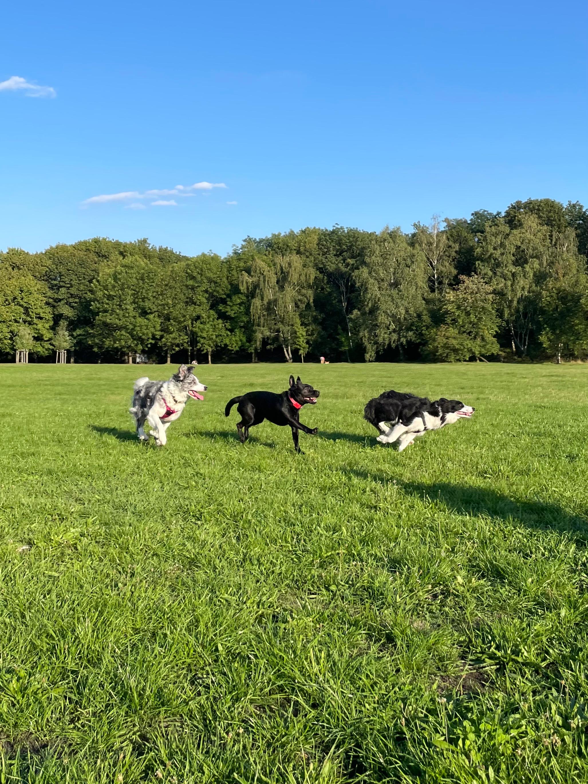 Dogs running on the grass
