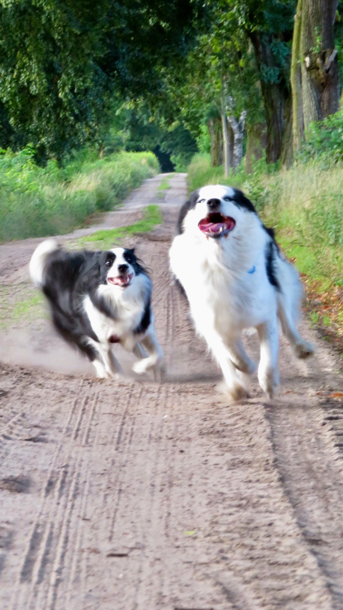 Two dogs running on the grass